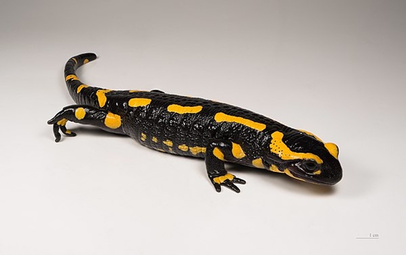 Fire salamander © <a href="//commons.wikimedia.org/wiki/User:Archaeodontosaurus" title="User:Archaeodontosaurus">Didier Descouens</a>