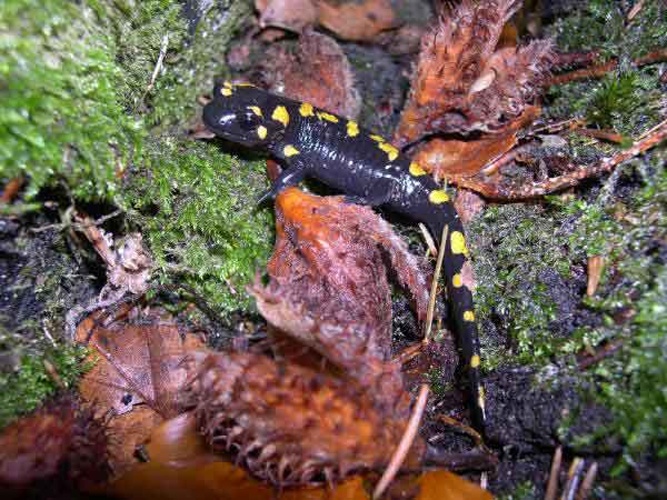 Salamandra salamandra terrestris &copy; Pierre-Yves Vaucher (<a rel="nofollow" class="external free" href="http://www.batraciens-reptiles.com">http://www.batraciens-reptiles.com</a>)