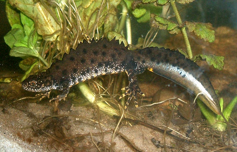 Great Crested Newt &copy; Rainer Theuer.