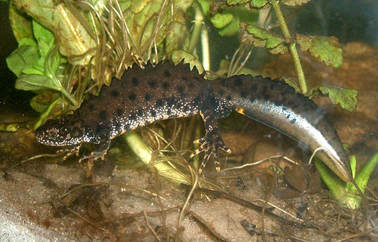 Great Crested Newt © Rainer Theuer.