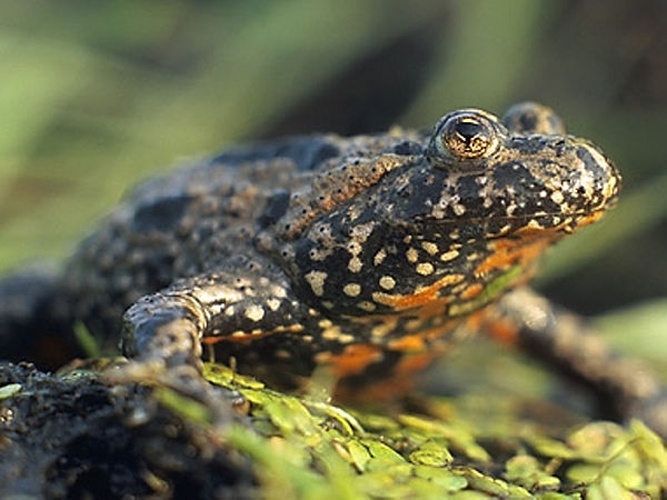 European fire-bellied toad © <a href="//commons.wikimedia.org/wiki/User:Pkuczynski/Marek_Szczepanek" title="User:Pkuczynski/Marek Szczepanek">Marek Szczepanek</a>