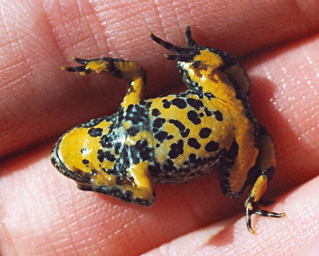 Yellow-bellied toad © <a href="//commons.wikimedia.org/wiki/User:Fice" title="User:Fice">Christian Fischer</a>