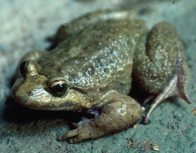 Corsican painted frog © 