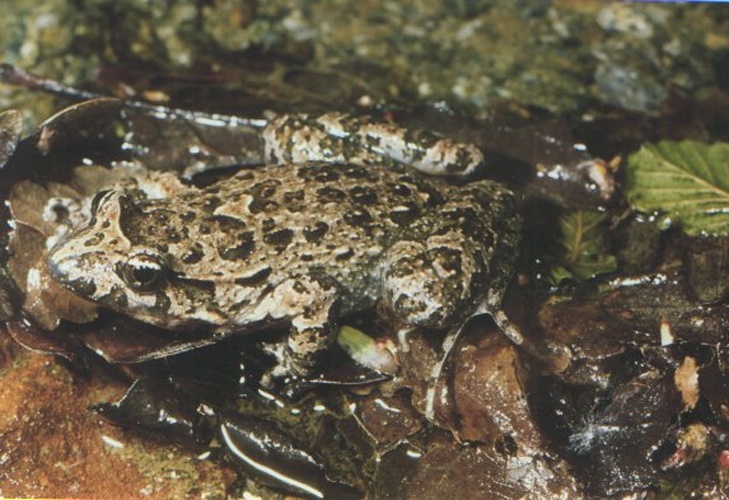 Tyrrhenian painted frog © 