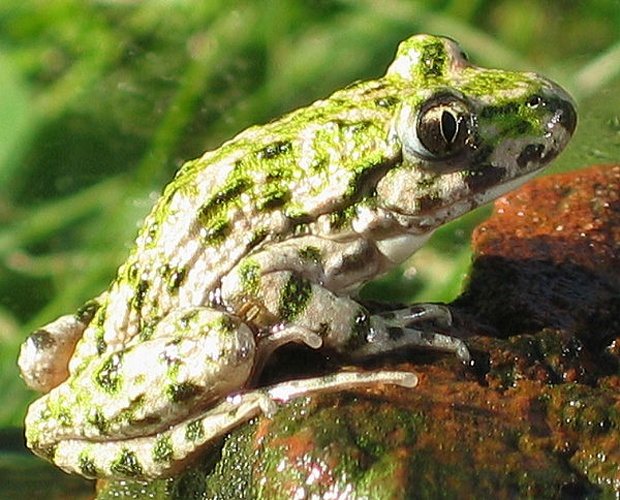 Common parsley frog &copy; 