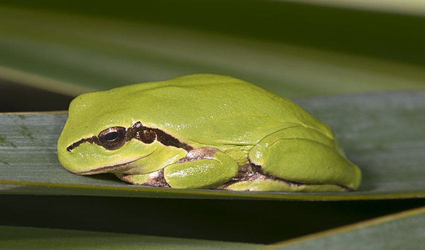 Hyla meridionalis © <div class="fn value">
<a href="//commons.wikimedia.org/wiki/User:Archaeodontosaurus" title="User:Archaeodontosaurus">Didier Descouens</a>
</div>