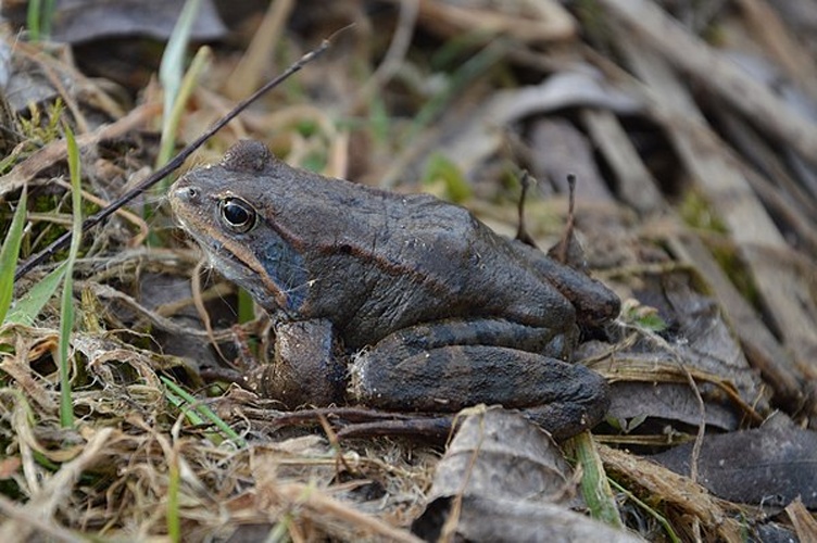 common frog &copy; <a href="//commons.wikimedia.org/wiki/User:Exonie" title="User:Exonie">Dimitǎr Boevski</a>