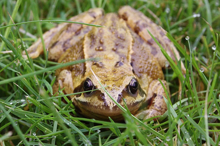 Grass frog © <bdi>Charles J Sharp
</bdi>