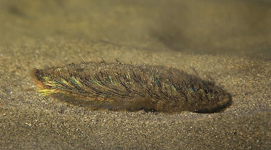 Sea mouse © <a href="//commons.wikimedia.org/wiki/User:MichaelMaggs" title="User:MichaelMaggs">MichaelMaggs</a>