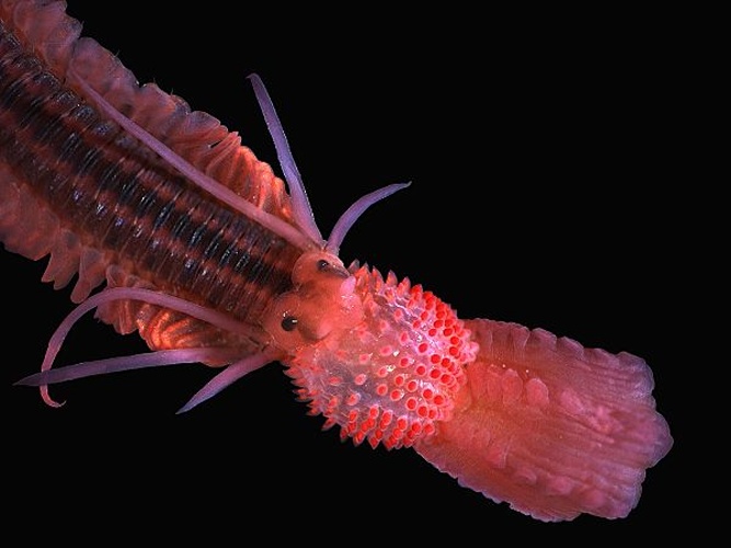 Phyllodoce lineata © <div class="fn value">
<a href="//commons.wikimedia.org/wiki/User:Biopics" title="User:Biopics">Hans Hillewaert</a>
</div>