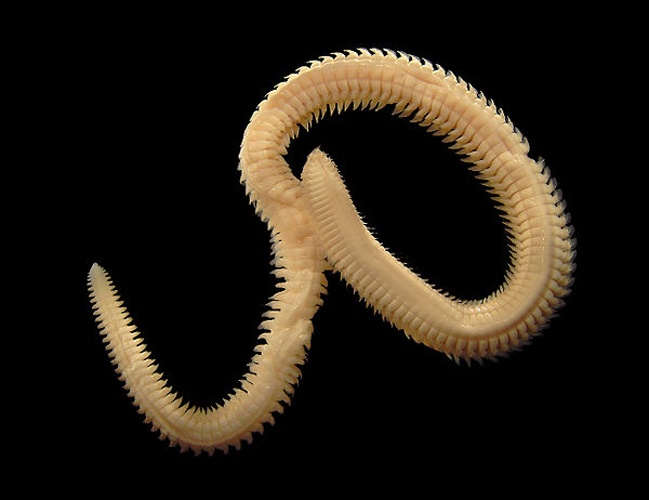 Nephtys hombergii © <div class="fn value">
<a href="//commons.wikimedia.org/wiki/User:Biopics" title="User:Biopics">Hans Hillewaert</a>
</div>