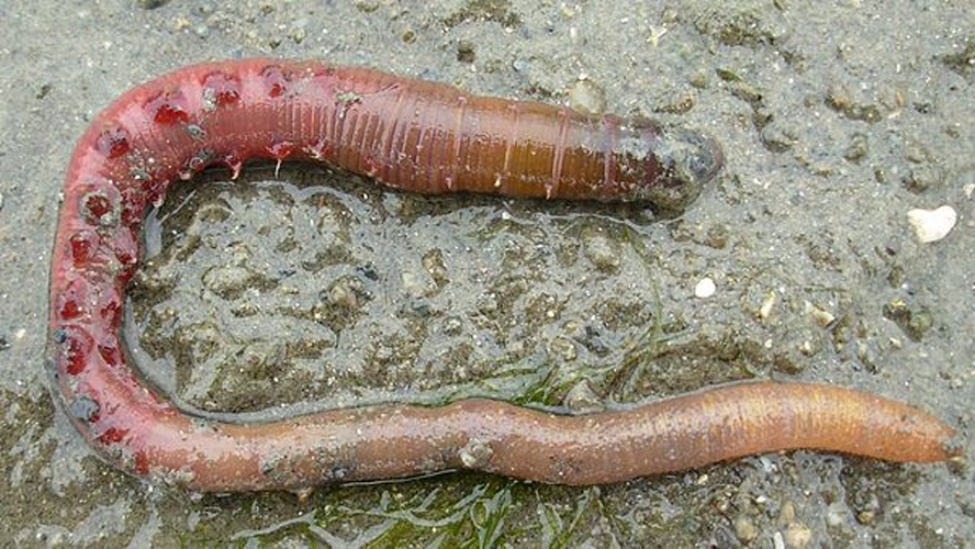 lugworm © Auguste Le Roux