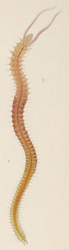 Pygospio elegans © McIintosh