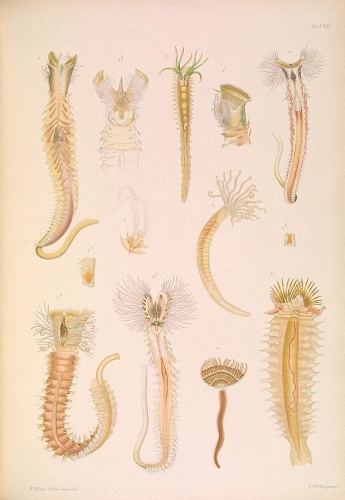 Sabellaria spinulosa © Mackintosh