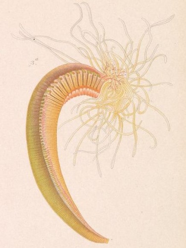 Terebella lapidaria © McIntosh, William C. (1885)