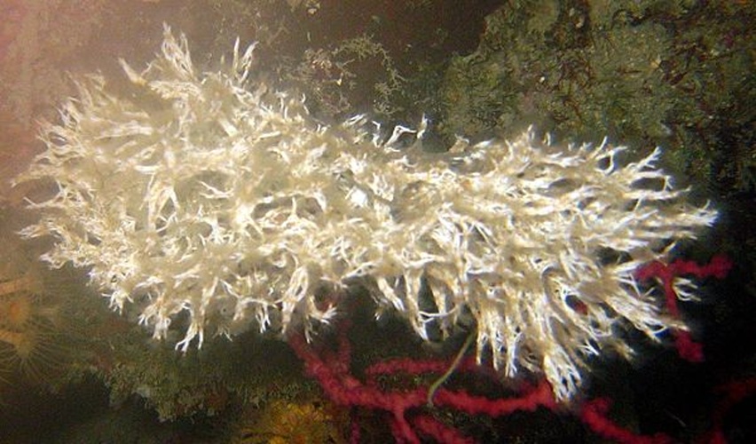 Filograna implexa &copy; This photo has been taken by <b><a href="//commons.wikimedia.org/wiki/User:Mirgolth" title="User:Mirgolth">Matthieu Sontag</a></b> (User:Mirgolth) and released under the licenses stated below. You are free to use it for any purpose as long as you credit me as author, Wikimedia Commons as site and follow the terms of the licenses. Could you be kind enough to <a href="https://fr.wikipedia.org/wiki/Discussion_Utilisateur:Mirgolth" class="extiw" title="fr:Discussion Utilisateur:Mirgolth">leave me a message on this page</a> to inform me about your use of this picture.