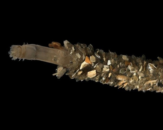 Owenia fusiformis &copy; <div class="fn value">
<a href="//commons.wikimedia.org/wiki/User:Biopics" title="User:Biopics">Hans Hillewaert</a>
</div>