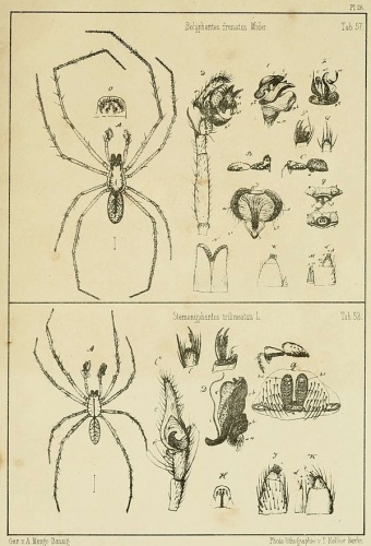 Floronia bucculenta © Anton Menge