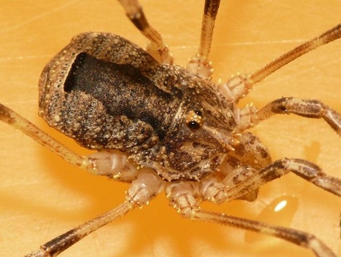 Odiellus spinosus &copy; <table style="width:100%; border:1px solid #aaa; background:#efd; text-align:center"><tbody><tr>
<td>
<a href="//commons.wikimedia.org/wiki/File:Aspitates_ochrearia.jpg" class="image"><img alt="Aspitates ochrearia.jpg" src="https://upload.wikimedia.org/wikipedia/commons/thumb/b/bc/Aspitates_ochrearia.jpg/55px-Aspitates_ochrearia.jpg" decoding="async" width="55" height="41" srcset="https://upload.wikimedia.org/wikipedia/commons/thumb/b/bc/Aspitates_ochrearia.jpg/83px-Aspitates_ochrearia.jpg 1.5x, https://upload.wikimedia.org/wikipedia/commons/thumb/b/bc/Aspitates_ochrearia.jpg/110px-Aspitates_ochrearia.jpg 2x" data-file-width="800" data-file-height="600"></a>
</td>
<td>This image is created by user <a rel="nofollow" class="external text" href="http://waarneming.nl/user/photos/19474">Dick Belgers</a> at <a rel="nofollow" class="external text" href="http://waarneming.nl/">waarneming.nl</a>, a source of nature observations in the Netherlands.
</td>
</tr></tbody></table>