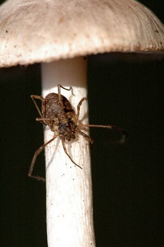 Oligolophus tridens © James K. Lindsey