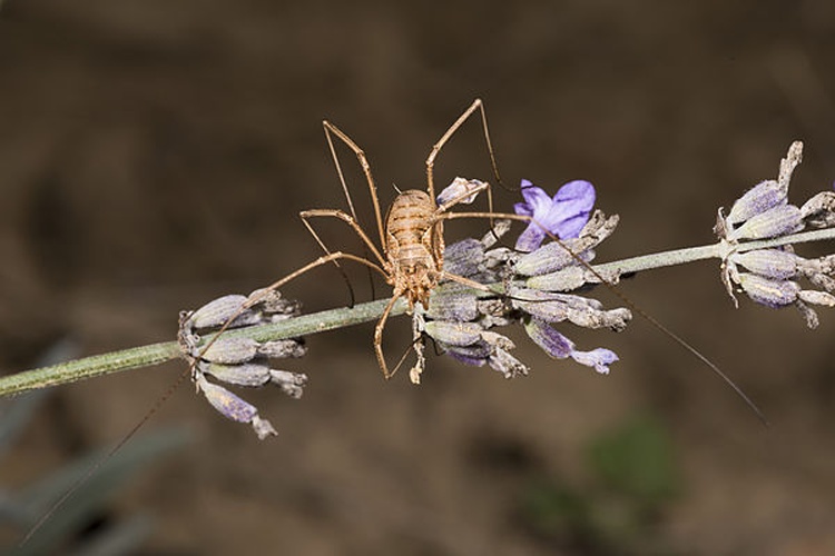 Phalangium opilio © <div class="fn value">
<a href="//commons.wikimedia.org/wiki/User:Archaeodontosaurus" title="User:Archaeodontosaurus">Didier Descouens</a>
</div>