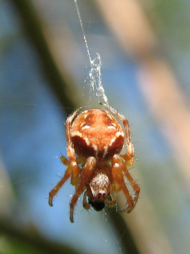 Araneus sturmi &copy; J. Lång