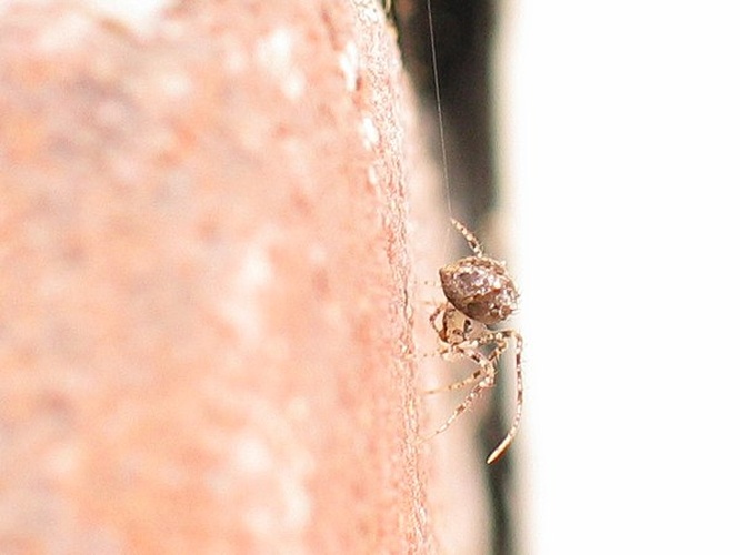 Ero tuberculata &copy; <a href="https://en.wikipedia.org/wiki/nl:User:Ballus" class="extiw" title="w:nl:User:Ballus">Ballus</a> at <a href="https://en.wikipedia.org/wiki/nl:" class="extiw" title="w:nl:">Dutch Wikipedia</a>