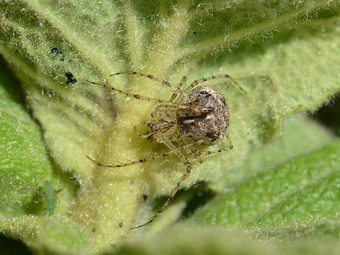 Mimetus laevigatus &copy; <a href="//commons.wikimedia.org/wiki/User:Exonie" title="User:Exonie">Dimitǎr Boevski</a>