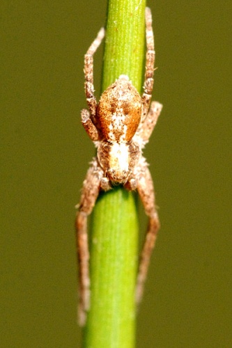 Tmarus piger &copy; James K. Lindsey