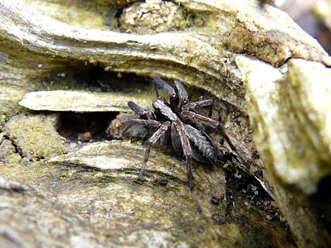 Xerolycosa nemoralis &copy; <a rel="nofollow" class="external text" href="http://herramientas.educa.madrid.org/animalandia/autor.php?nombre=Familia%20Do%20Rego%20Ju%E1rez">Familia Do Rego Juárez</a>