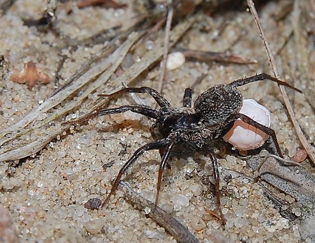 Xerolycosa miniata &copy; Rainer Altenkamp, Berlin