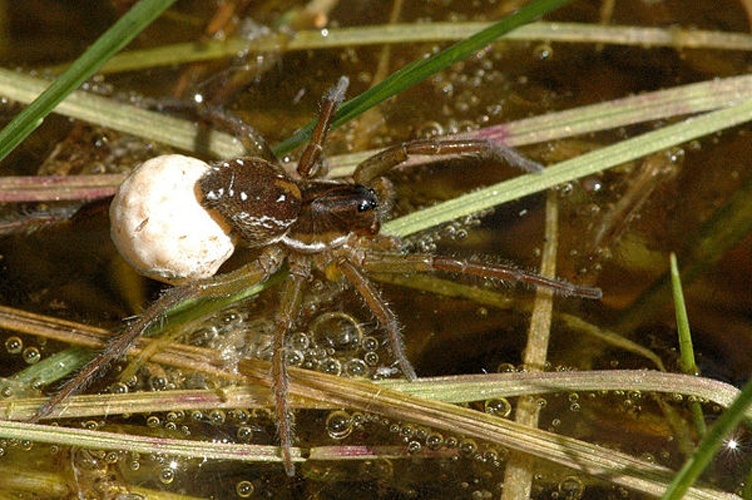 Pirata piraticus © James K. Lindsey