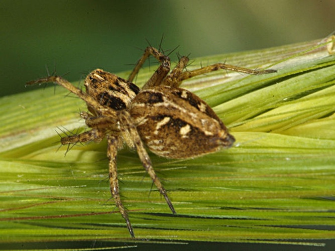 Oxyopes heterophthalmus © <a rel="nofollow" class="external text" href="http://herramientas.educa.madrid.org/animalandia/autor.php?nombre=Laura%20Collado%20y%20Javier%20Peraleda">Laura Collado y Javier Peraleda</a>