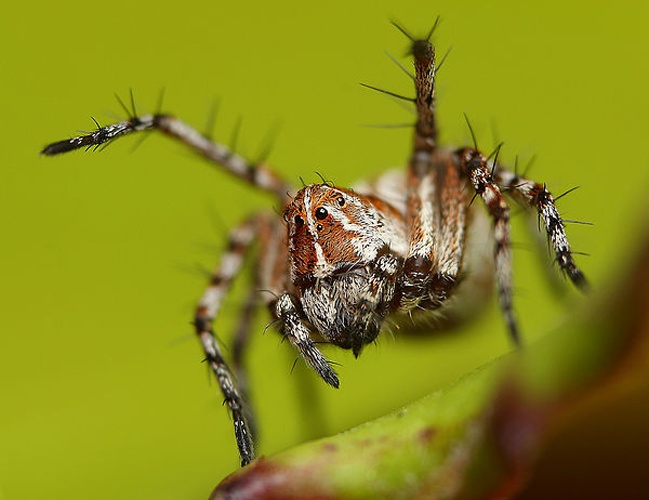 Oxyopes ramosus © <a rel="nofollow" class="external text" href="https://flickr.com/people/38628972@N05">Lukas Jonaitis</a>