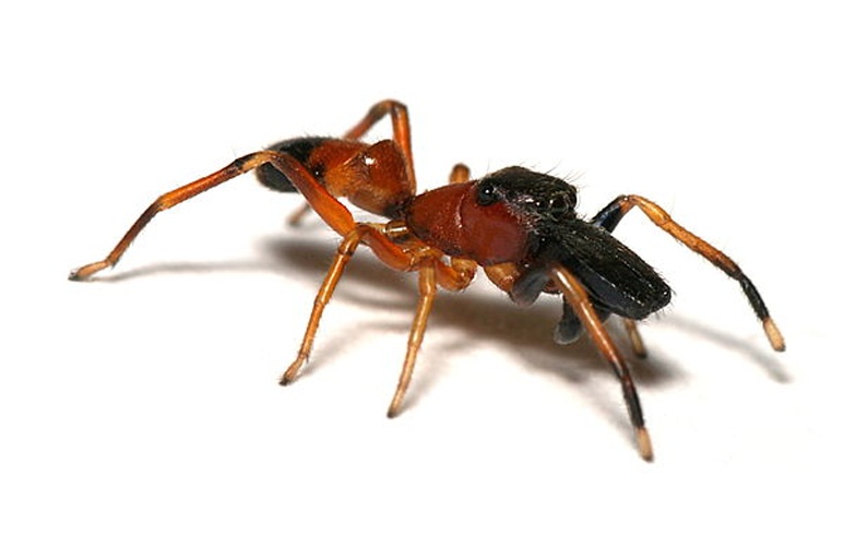 Myrmarachne formicaria &copy; <a href="//commons.wikimedia.org/wiki/User:Sarefo" title="User:Sarefo">Sarefo</a>