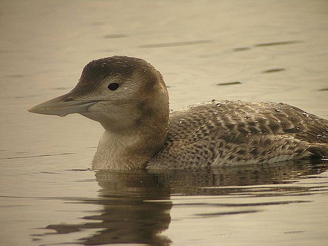 Yellow-billed loon &copy; <a rel="nofollow" class="external text" href="https://www.flickr.com/people/9062441@N02">Len Blumin</a> from Mill Valley, California, United States