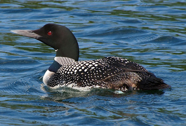 Great northern loon © <a rel="nofollow" class="external text" href="https://www.flickr.com/people/21532476@N00">John Picken</a> from Chicago, USA