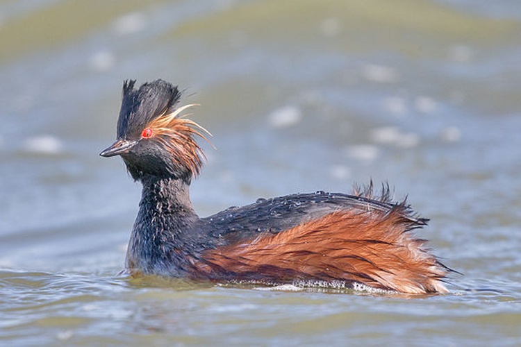 Black-necked Grebe &copy; <a rel="nofollow" class="external text" href="http://photo-natur.de">Andreas Trepte</a>
