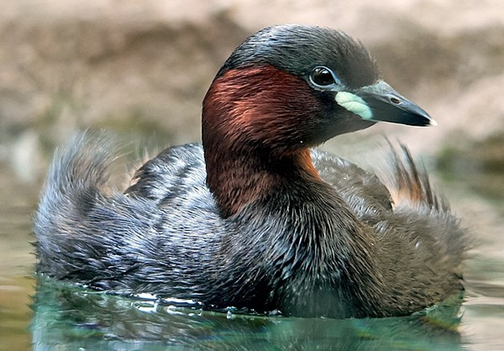 Little Grebe &copy; 