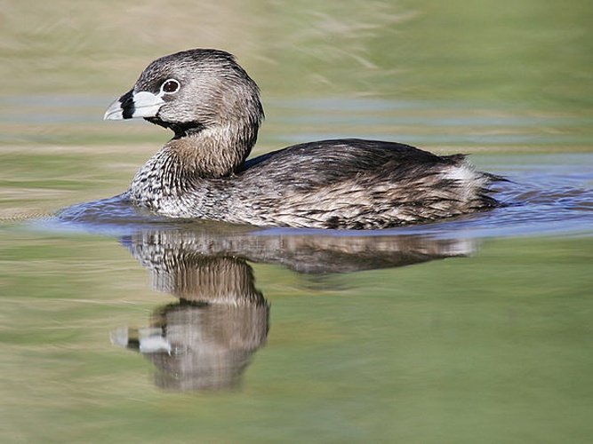 Pied-billed Grebe &copy; <a href="https://en.wikipedia.org/wiki/User:Mdf" class="extiw" title="en:User:Mdf">Mdf</a>