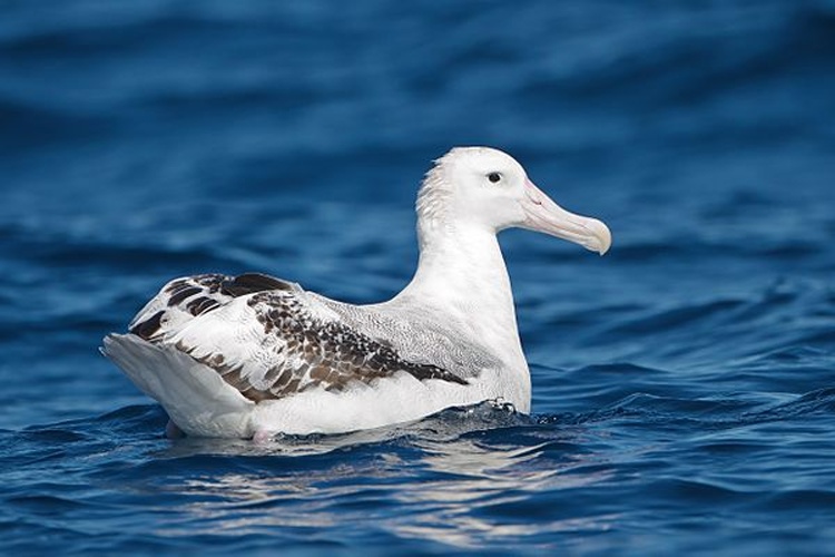 Wandering Albatross &copy; <a href="//commons.wikimedia.org/wiki/User:JJ_Harrison" title="User:JJ Harrison">JJ Harrison</a> (<a rel="nofollow" class="external free" href="https://www.jjharrison.com.au/">https://www.jjharrison.com.au/</a>)