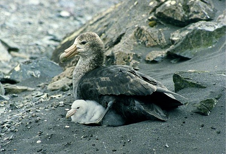 Southern Giant Petrel &copy; <a rel="nofollow" class="external text" href="https://sites.google.com/site/thebrockeninglory/">Brocken Inaglory</a>