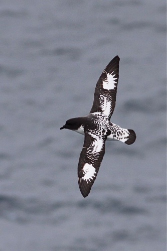 Cape Petrel &copy; <a rel="nofollow" class="external text" href="https://www.flickr.com/photos/38345583@N02">dfaulder</a>