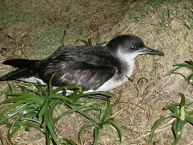 Manx Shearwater © <a href="//commons.wikimedia.org/w/index.php?title=User:Martin_Reith&amp;action=edit&amp;redlink=1" class="new" title="User:Martin Reith (page does not exist)">Martin Reith</a>