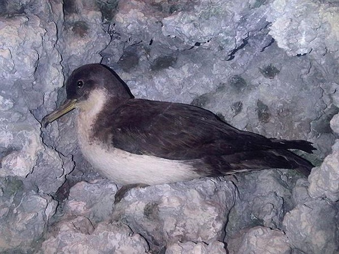 Yelkouan Shearwater &copy; Emőke Dénes