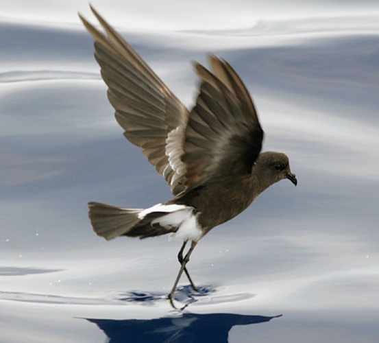 Wilson's Storm Petrel &copy; Patrick Coin (<a href="//commons.wikimedia.org/wiki/User:Cotinis" title="User:Cotinis">Patrick Coin</a>)