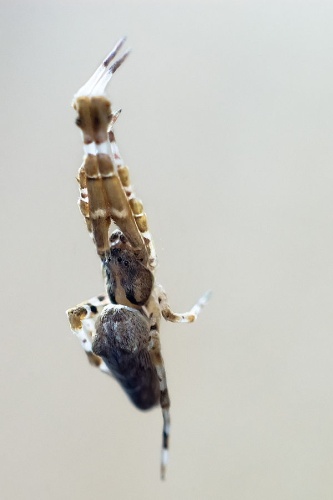 Uloborus walckenaerius &copy; Alexandre Buisse (<a href="//commons.wikimedia.org/wiki/User:Nattfodd" title="User:Nattfodd">Nattfodd</a>)