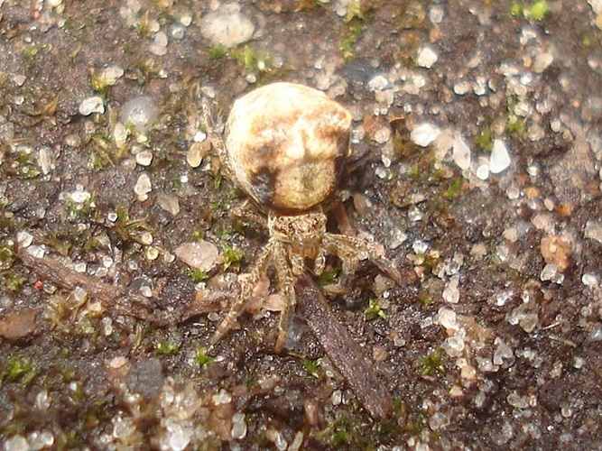 Hyptiotes paradoxus &copy; <a href="//commons.wikimedia.org/wiki/User:Sanja565658" title="User:Sanja565658">Sanja565658</a>