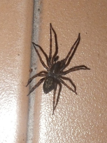 Amaurobius erberi © <a href="//commons.wikimedia.org/wiki/User:Syrio" title="User:Syrio">Syrio</a>