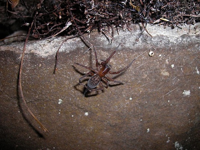 Amaurobius fenestralis © <a href="//commons.wikimedia.org/wiki/User:Bartiebert" class="mw-redirect" title="User:Bartiebert">Danny S.</a>